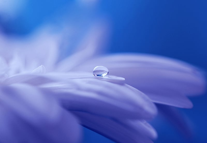 Enchanted Florals Image